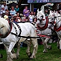 Percheron+Boulonnais G2_4a1(7)